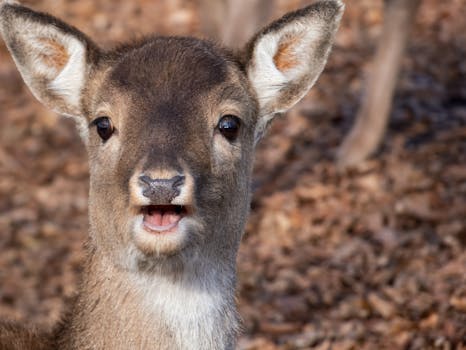 Unraveling the Sweet Mystery: Does Sugar Free Gum Break Intermittent Fasting?